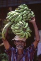india012__smalllhp.JPG